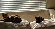Zeus joined the competition — help win amazing prizes! animal, beige, cat, cats, comfort, couch, daylight, domestic, feline, fur, home, indoor, pet, relaxation, resting, shadow, striped_shadows, sunlight, two_animals, window_blinds