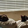 Zeus joined the competition — help win amazing prizes! cat, cats, couch, sunlight, shadow, window_blinds, striped_shadows, indoor, pet, feline, resting, beige, comfort, relaxation, domestic, animal, two_animals, fur, home, daylight