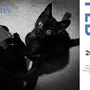 Zeus is registered to the contest to win money with this photo: black_kitten, cat, pet, animal, paw, eyes, black_and_white, calendar, february, feb, 2027, text, carpet, indoor, cute, curious, looking_up, scratching, close_up, soft_lighting
