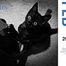 black_kitten, cat, pet, animal, paw, eyes, black_and_white, calendar, february, feb, 2027, text, carpet, indoor, cute, curious, looking_up, scratching, close_up, soft_lighting