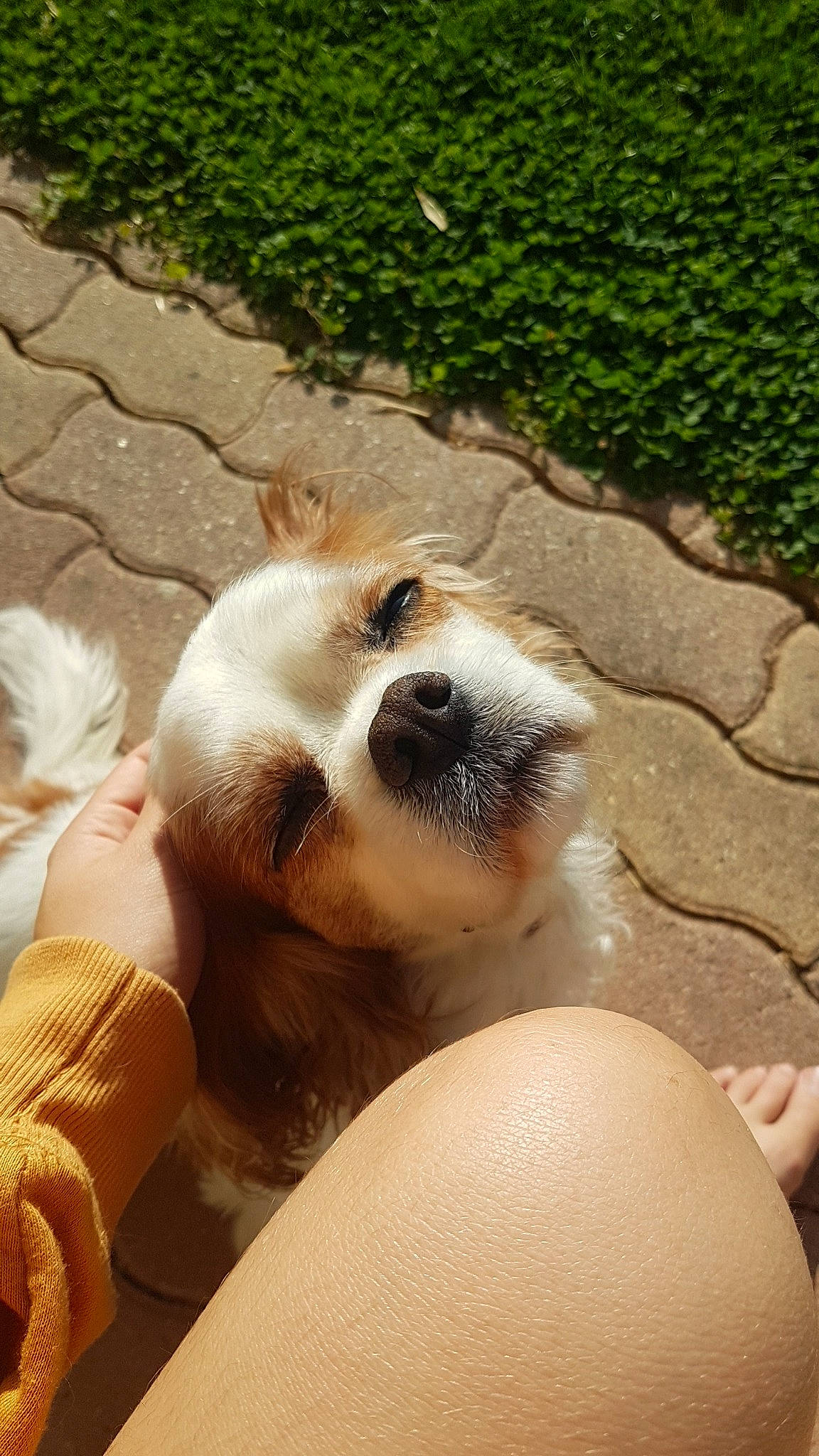 Chica participe au concours pour gagner de l'argent avec cette photo : canidae, carnivore, cavachon, cavalier_king_charles_spaniel, companion_dog, dog, dog_breed, mammal, puppy, puppy_love, sporting_group
