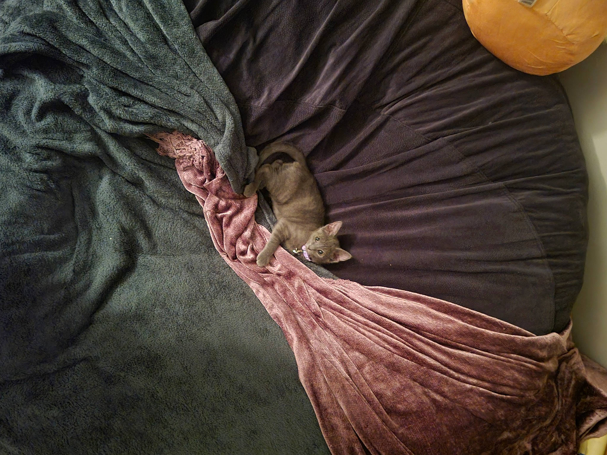 Azalea is registered to the contest to win money with this photo: brown, calabaza, cucurbita, food, gourd, grey, linens, liver, magenta, natural_foods, peach, pumpkin, silk, sleeve, squash, still_life_photography, thread, vegetable, winter_squash, wood