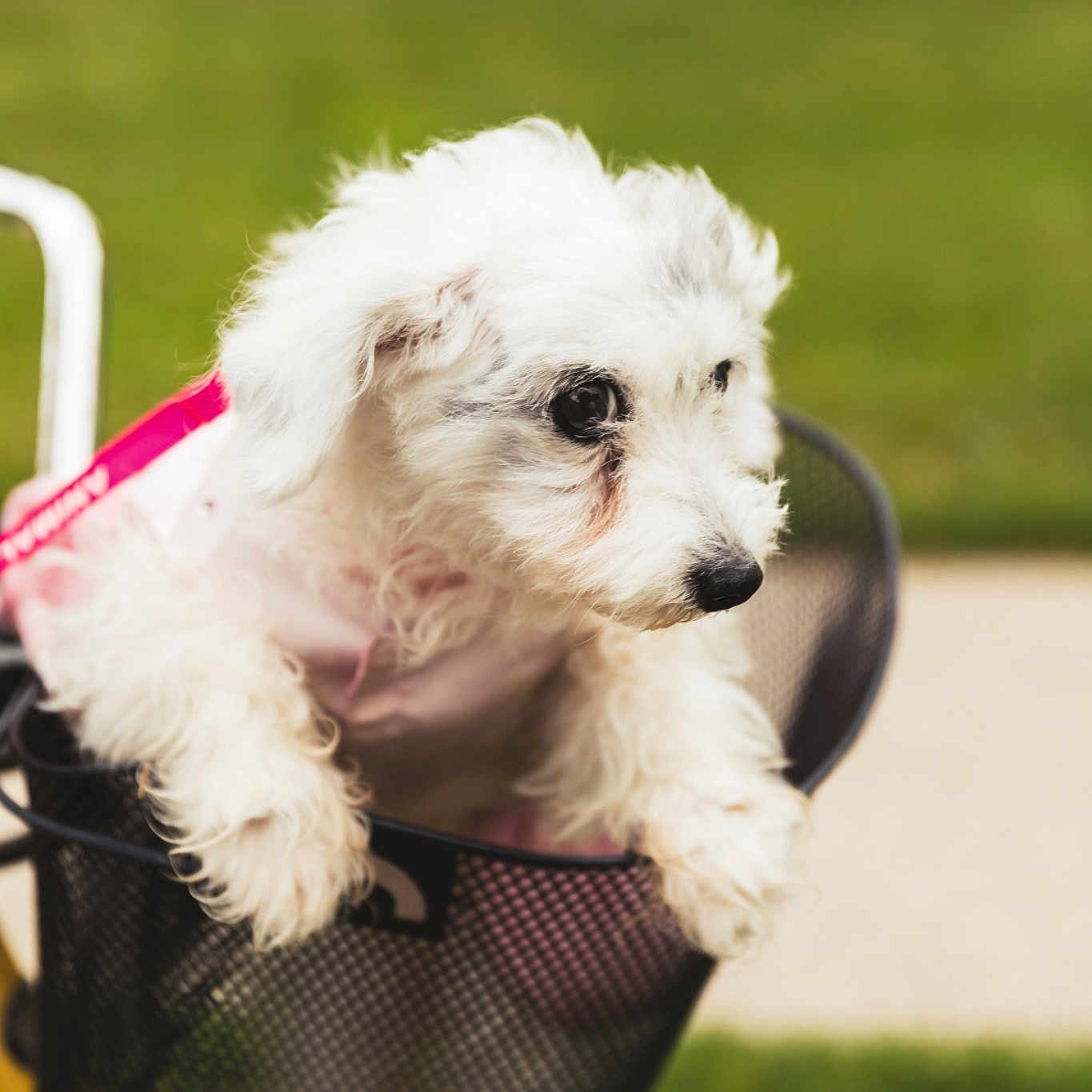 Chum Lee is registered to the contest to win money with this photo: canidae, carnivore, companion_dog, coton_de_tulear, dog, dog_breed, grass, maltepoo, maltese, mammal, non_sporting_group, old_english_sheepdog, puppy, rare_breed_dog, schnoodle, sporting_group, sporting_lucas_terrier, terrier, toy_dog, vertebrate