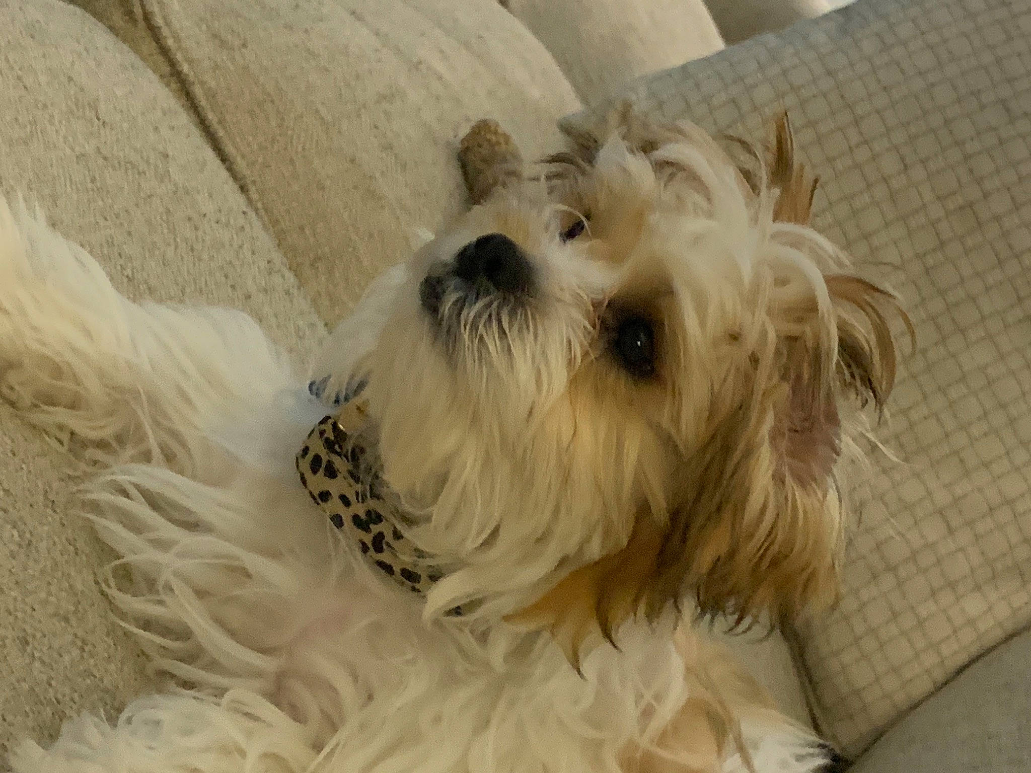 Roman joined the competition — help win amazing prizes! biewer_terrier, canidae, carnivore, companion_dog, dog, dog_breed, dog_supply, fawn, flooring, fur, maltepoo, shih_poo, small_terrier, snout, sporting_group, terrier, toy_dog, water_dog, working_animal, yorkipoo