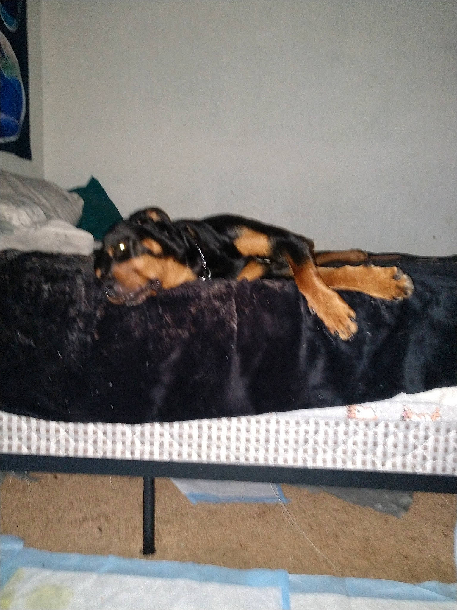 Mota Baby is registered to the contest to win money with this photo: canidae, carnivore, dobermann, dog, dog_breed, guard_dog, miniature_pinscher, rottweiler, sporting_group, working_dog