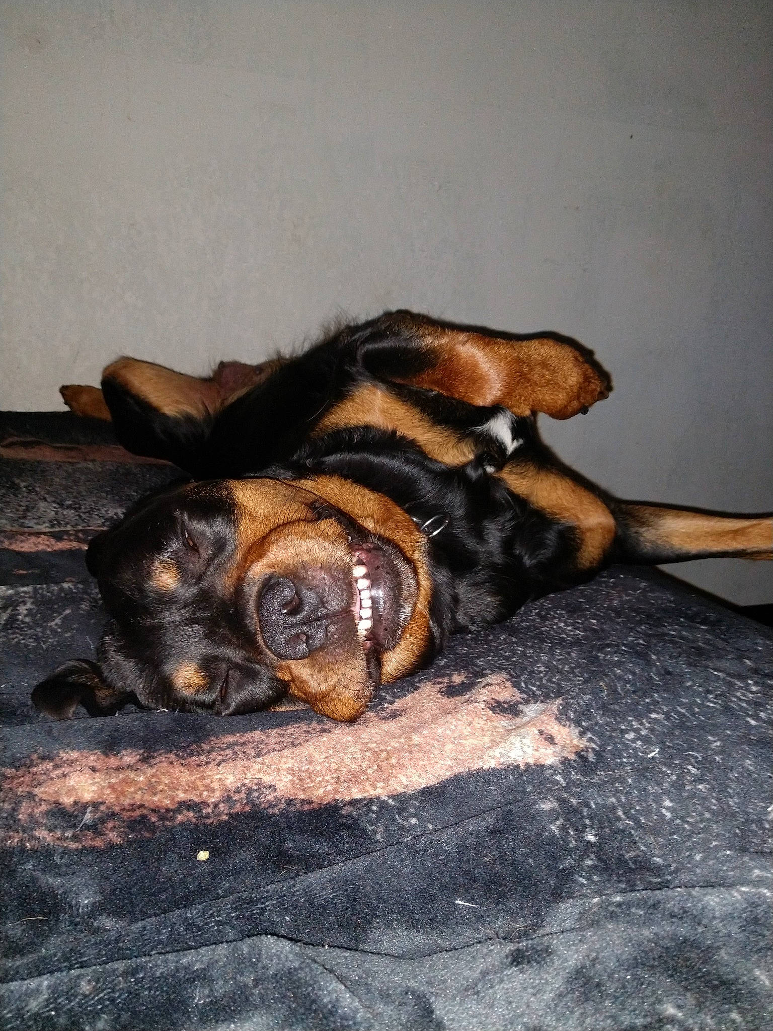 Mota Baby joined the competition — help win amazing prizes! canidae, carnivore, dog, dog_breed, paw, rottweiler, snout, street_dog