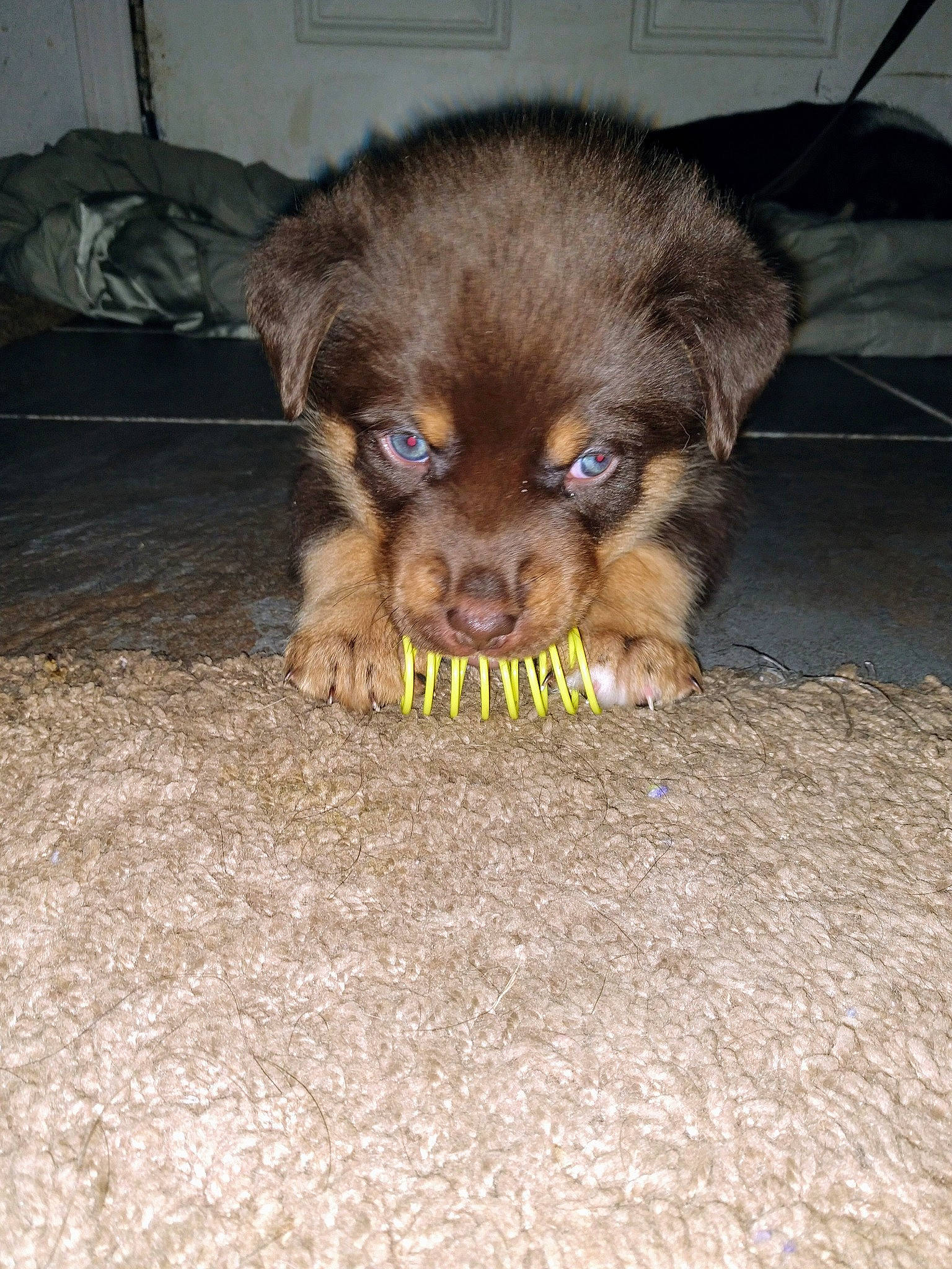 Rainbow joined the competition — help win amazing prizes! bolonka, canidae, carnivore, companion_dog, dog, dog_breed, fawn, liver, mammal, puppy, small_greek_domestic_dog, sporting_group, vertebrate, yorkipoo