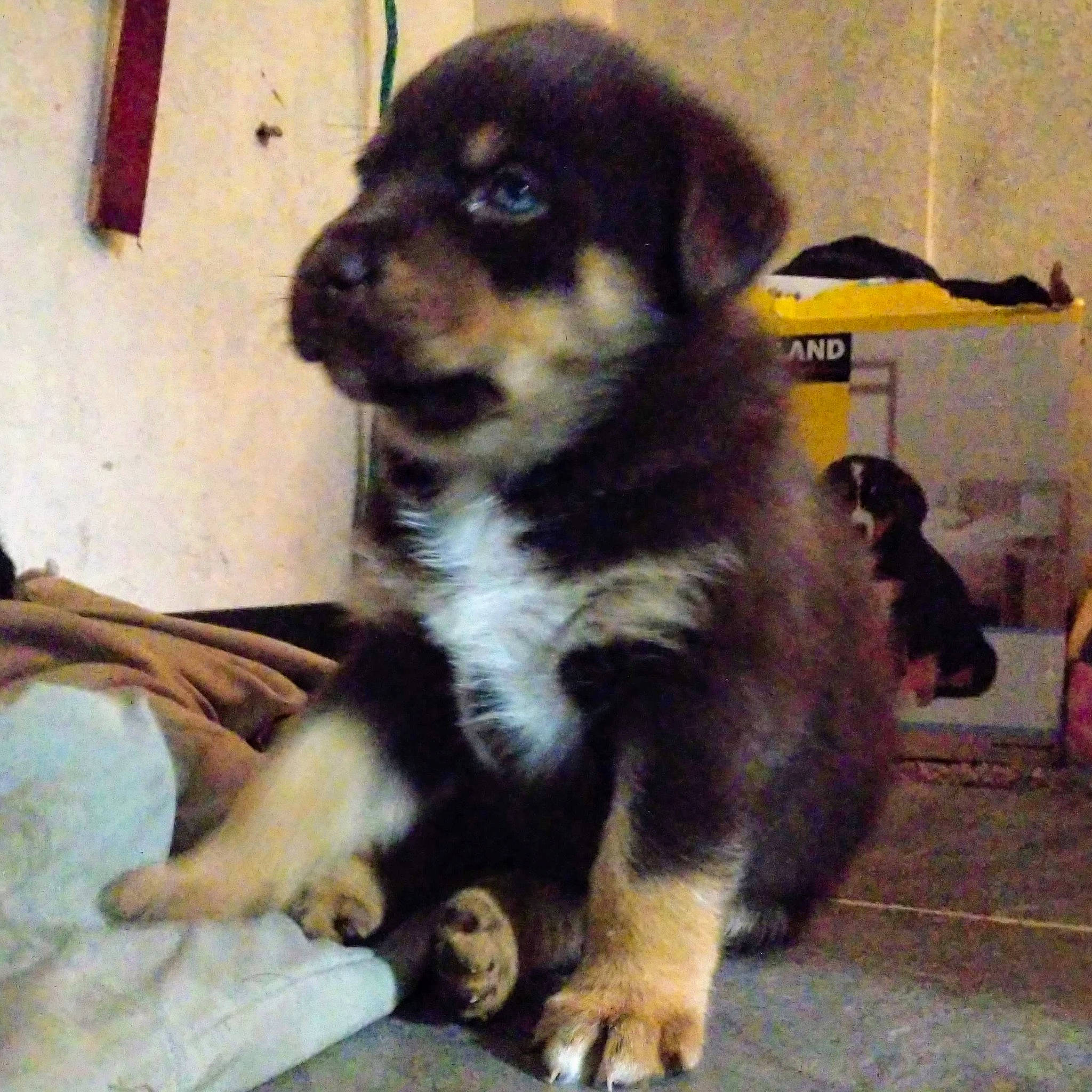 Rainbow is registered to the contest to win money with this photo: ancient_dog_breeds, canidae, carnivore, companion_dog, dog, dog_breed, fawn, labrador_husky, mammal, puppy, rare_breed_dog, sporting_group, street_dog, vertebrate