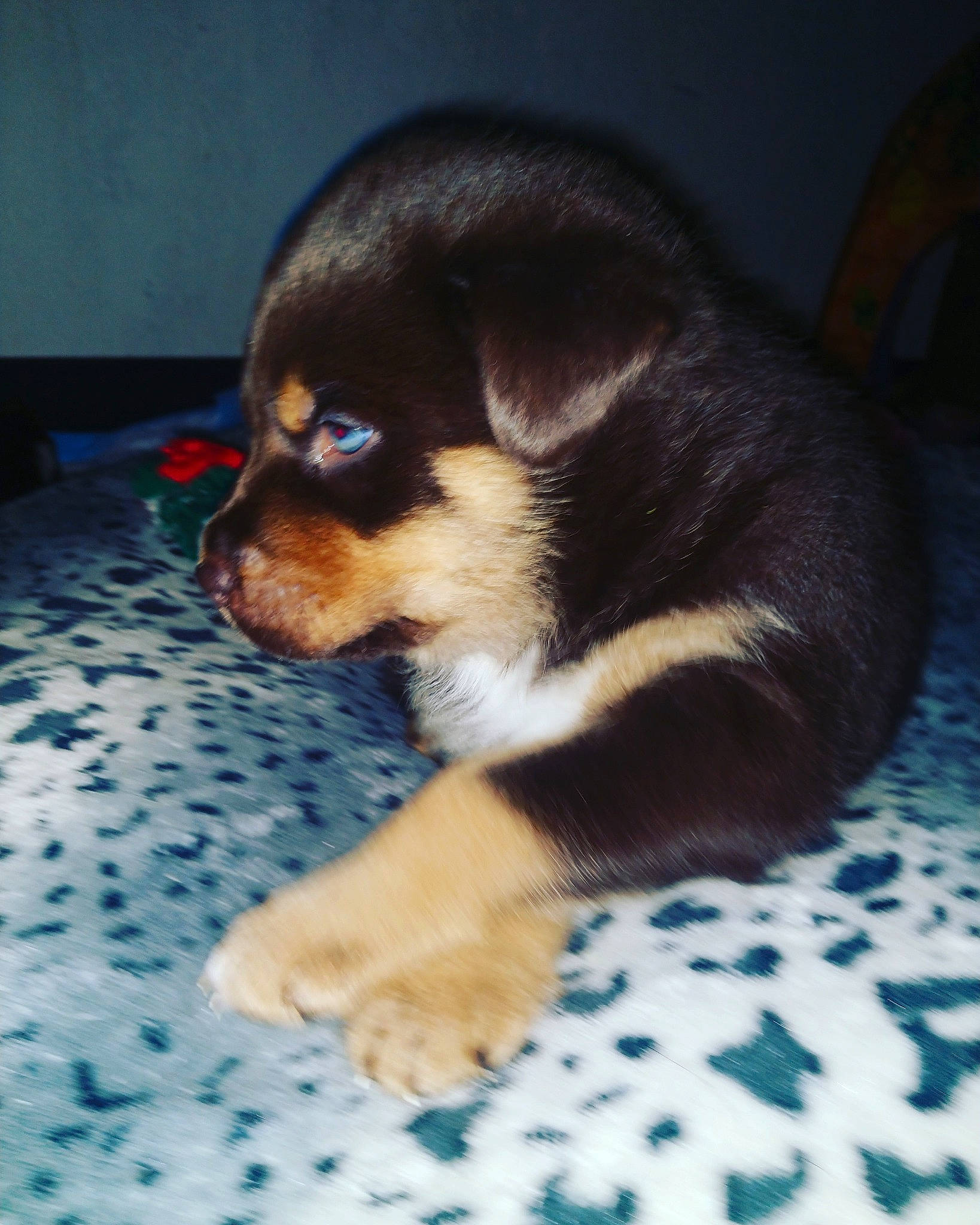 Rainbow is registered to the contest to win money with this photo: canidae, carnivore, dog, dog_breed, mammal, puppy, skin, snout, vertebrate