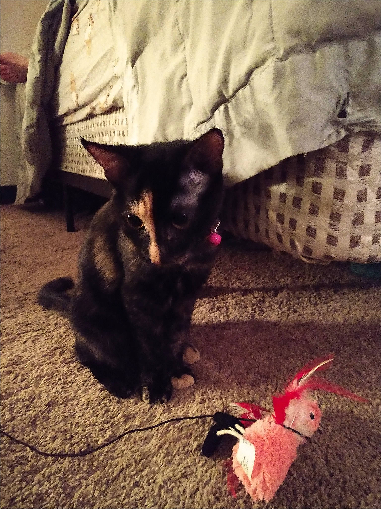 Sativa joined the competition — help win amazing prizes! asian, black, black_cat, canidae, carnivore, cat, claw, domestic_short_haired_cat, ear, felidae, floor, flooring, fur, kitten, leg, small_to_medium_sized_cats, tail, whiskers