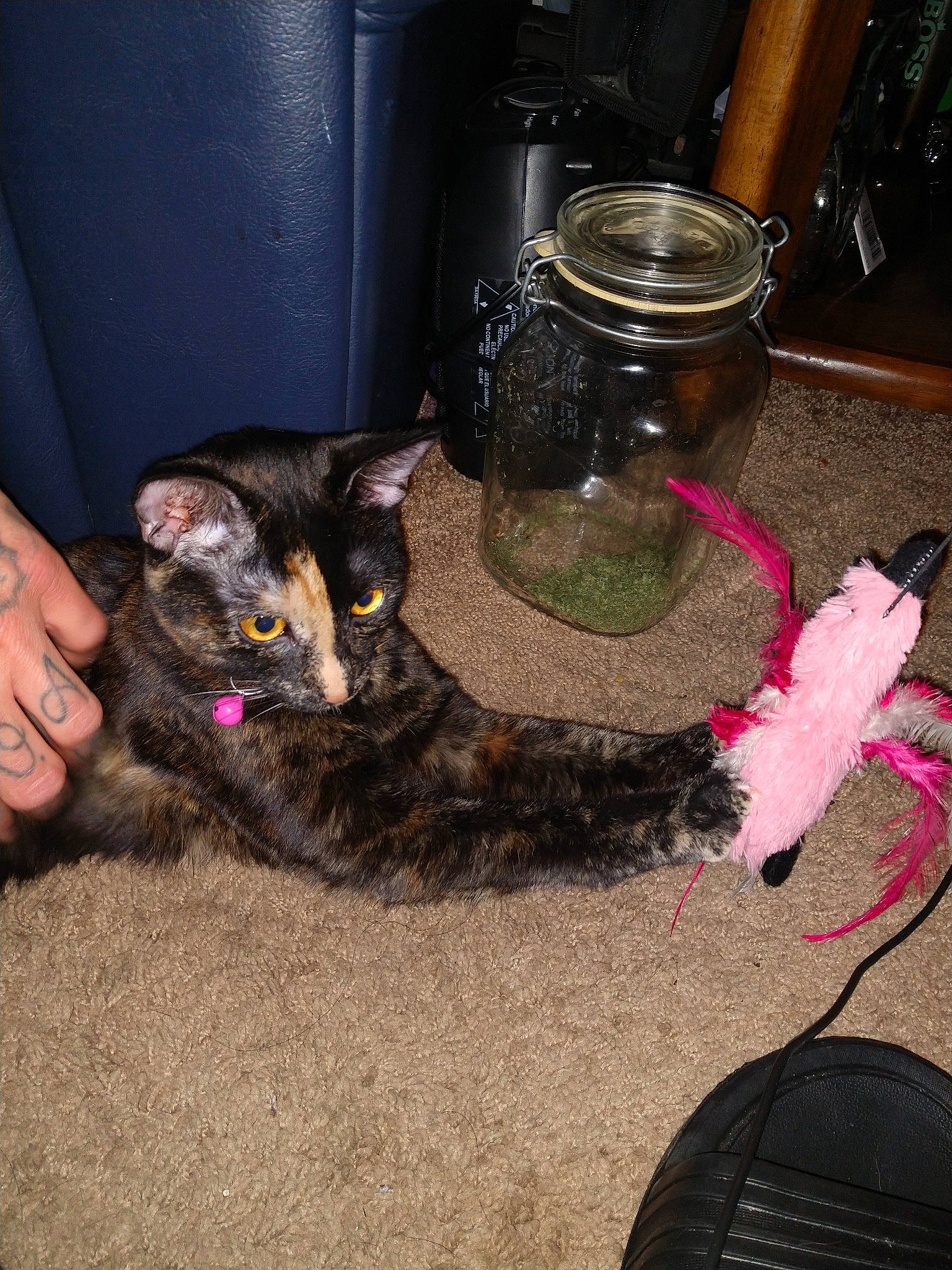 Sativa is registered to the contest to win money with this photo: carnivore, cat, domestic_short_haired_cat, european_shorthair, felidae, german_rex, kitten, small_to_medium_sized_cats, tail, whiskers