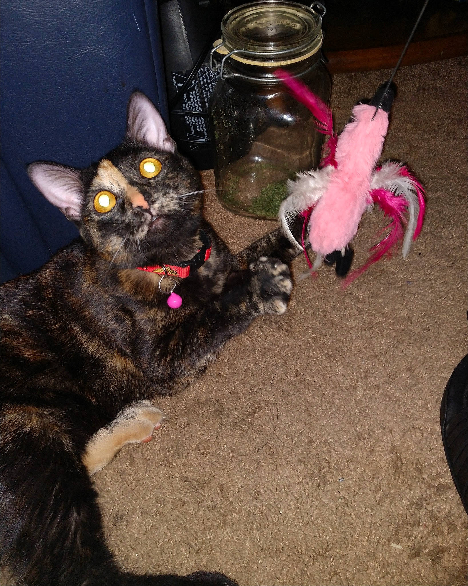 Sativa joined the competition — help win amazing prizes! black_cat, canidae, carnivore, cat, claw, fawn, felidae, fur, kitten, paw, pink, small_to_medium_sized_cats, tail, whiskers