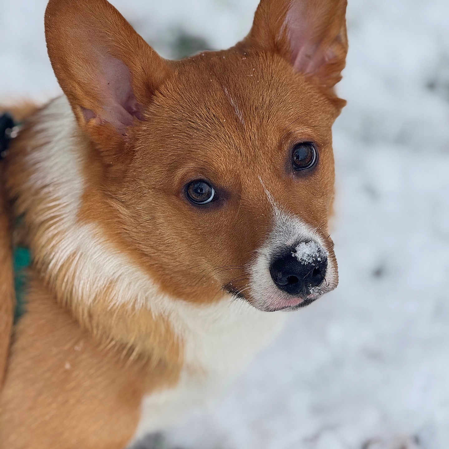 Koda is registered to the contest to win money with this photo: accessories, animal, canine, chihuahua, cockerspaniel, collie, dog, fox, hound, husky, nature, outdoors, papillon, pet, puppy, redwolf, snout, snow, strap, whitedog