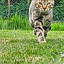 Vicking participe au concours pour gagner de l'argent avec cette photo : cat, tabby, grass, outdoor, greenery, fence, nature, animal, pet, mammal, whiskers, walking, portrait, eyes, ears, fur, stripes, garden, daylight, focused