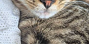 Vicking participe au concours pour gagner de l'argent avec cette photo : cat, tabby, sleeping, close_up, whiskers, fur, pet, cozy, blanket, texture, resting, cute, animal, indoor, relaxed, soft, napping, striped, mammal, ears