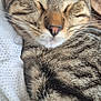 cat, tabby, sleeping, close_up, whiskers, fur, pet, cozy, blanket, texture, resting, cute, animal, indoor, relaxed, soft, napping, striped, mammal, ears