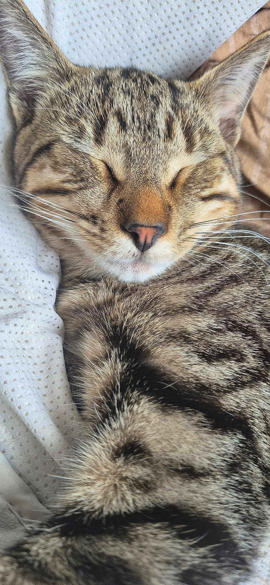Vicking participe au concours pour gagner de l'argent avec cette photo : cat, tabby, sleeping, close_up, whiskers, fur, pet, cozy, blanket, texture, resting, cute, animal, indoor, relaxed, soft, napping, striped, mammal, ears