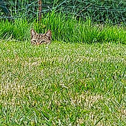Vicking participe au concours pour gagner de l'argent avec cette photo : cat, grass, outdoor, nature, greenery, fence, wire_fence, animal, pet, ears, eyes, hiding, stealth, mammal, field, yard, daylight, wildlife, curious, closeup