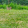 cat, grass, outdoor, nature, greenery, fence, wire_fence, animal, pet, ears, eyes, hiding, stealth, mammal, field, yard, daylight, wildlife, curious, closeup