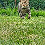 Vicking a rejoint le concours — aidez-le/la à gagner de superbes lots ! cat, tabby, grass, outdoor, nature, feline, animal, greenery, garden, walking, pet, fur, wildlife, stripes, mammal, leaves, wire_fence, yard, summer, daytime