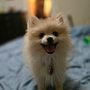 Sofia is registered to the contest to win money with this photo: dog, pomeranian, pet, smiling, happy, fur, bedroom, bed, blanket, collar, tag, closeup, shallow_depth_of_field, bokeh, domestic_animal, small_dog, indoor, portrait, whiskers, paws