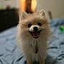 dog, pomeranian, pet, smiling, happy, fur, bedroom, bed, blanket, collar, tag, closeup, shallow_depth_of_field, bokeh, domestic_animal, small_dog, indoor, portrait, whiskers, paws