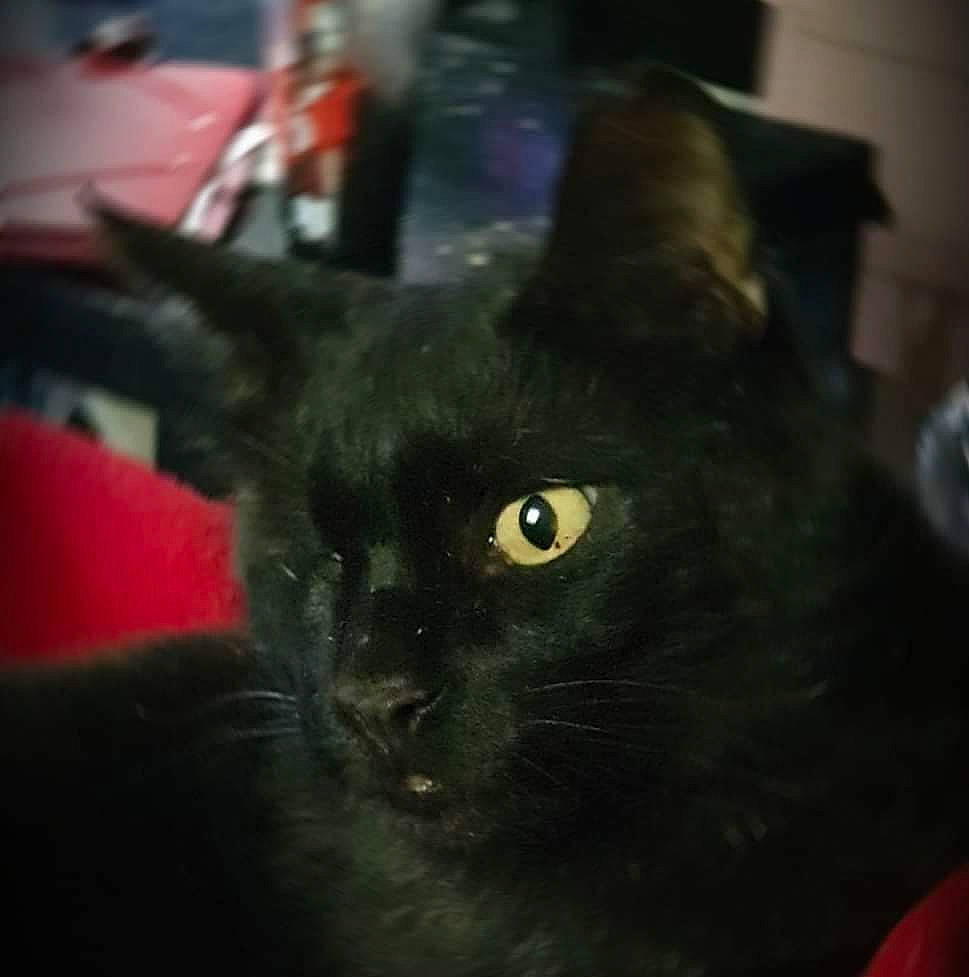 Pirate