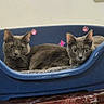 cat, cats, gray_cat, pet_bed, blue_bed, marble_surface, indoor, feline, two_animals, resting, cute, animal, domestic_cat, pets, cozy, curious, relaxed, companions, pink_gems, furniture