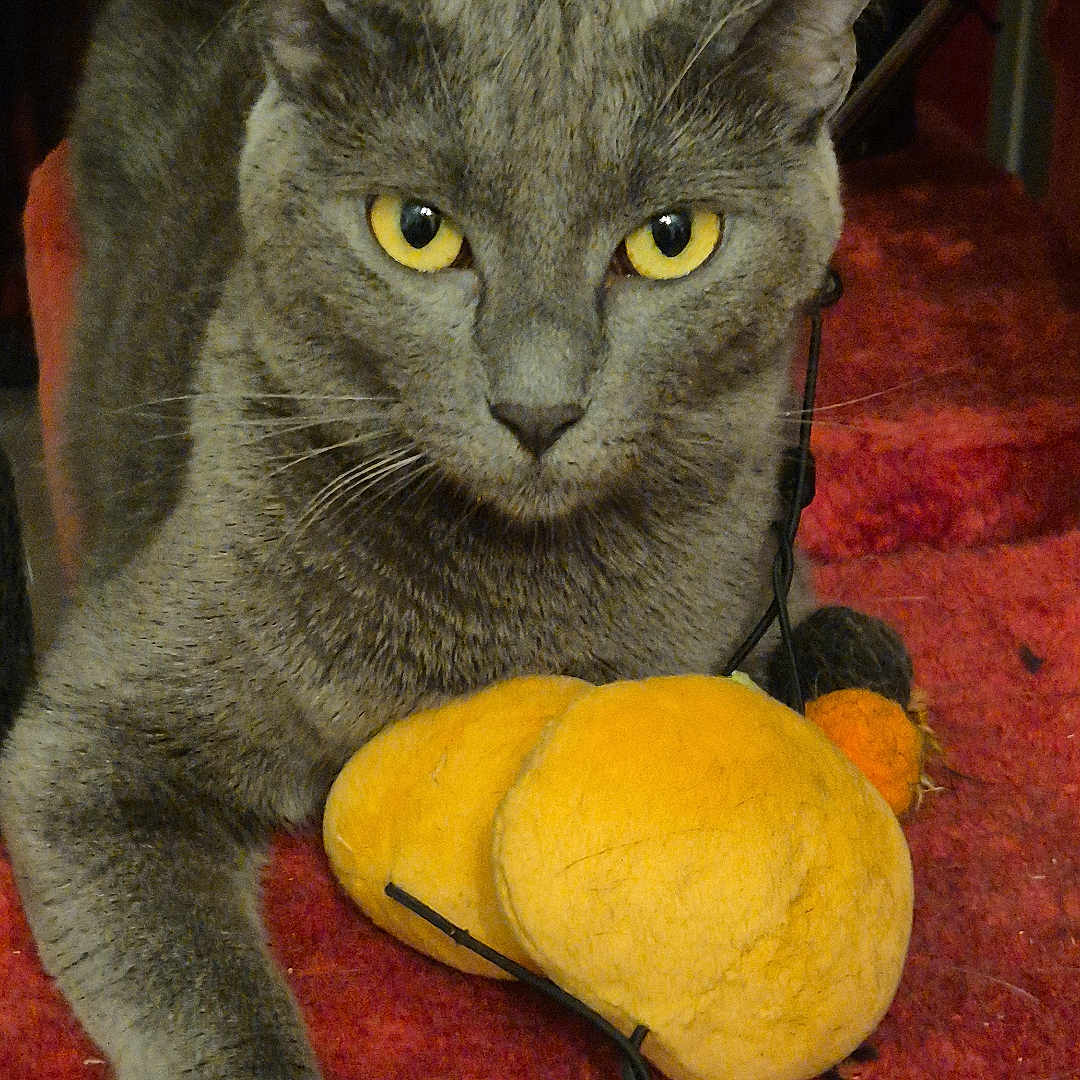 Sekhmet