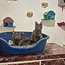 cat, gray_cat, pet_bed, table, marble_surface, indoor, pet_carrier, wall_shelves, cat_shelves, two_cats, curious, domestic_animal, feline, resting, looking_at_camera, household, home_interior, animal, cute, pets