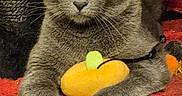 Sekhmet a rejoint le concours — aidez-le/la à gagner de superbes lots ! cat, gray_cat, yellow_eyes, plush_toy, orange_toy, pumpkin_toy, red_carpet, carpeted_surface, indoor, pet, feline, animal, whiskers, paw, relaxed, looking_at_camera, sitting, toy, domestic_cat, cute