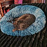cat, sleeping, pet_bed, fluffy, blue, black_cat, furniture, wooden_cabinet, chair, indoor, cozy, resting, animal, soft, blanket, domestic_cat, curled_up, quiet, peaceful, home