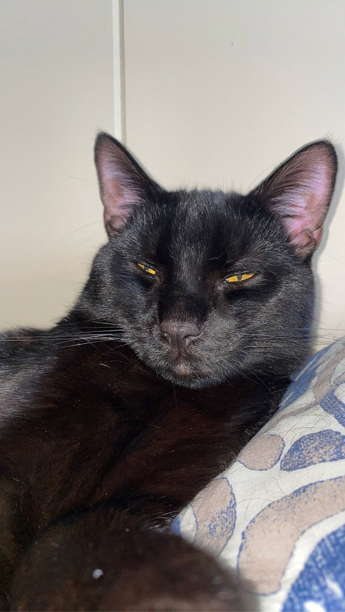 Binx joined the competition — help win amazing prizes! black_cat, bombay, carnivore, cat, comfort, domestic_short_haired_cat, eye, felidae, fur, grey, havana_brown, iris, small_to_medium_sized_cats, snout, whiskers