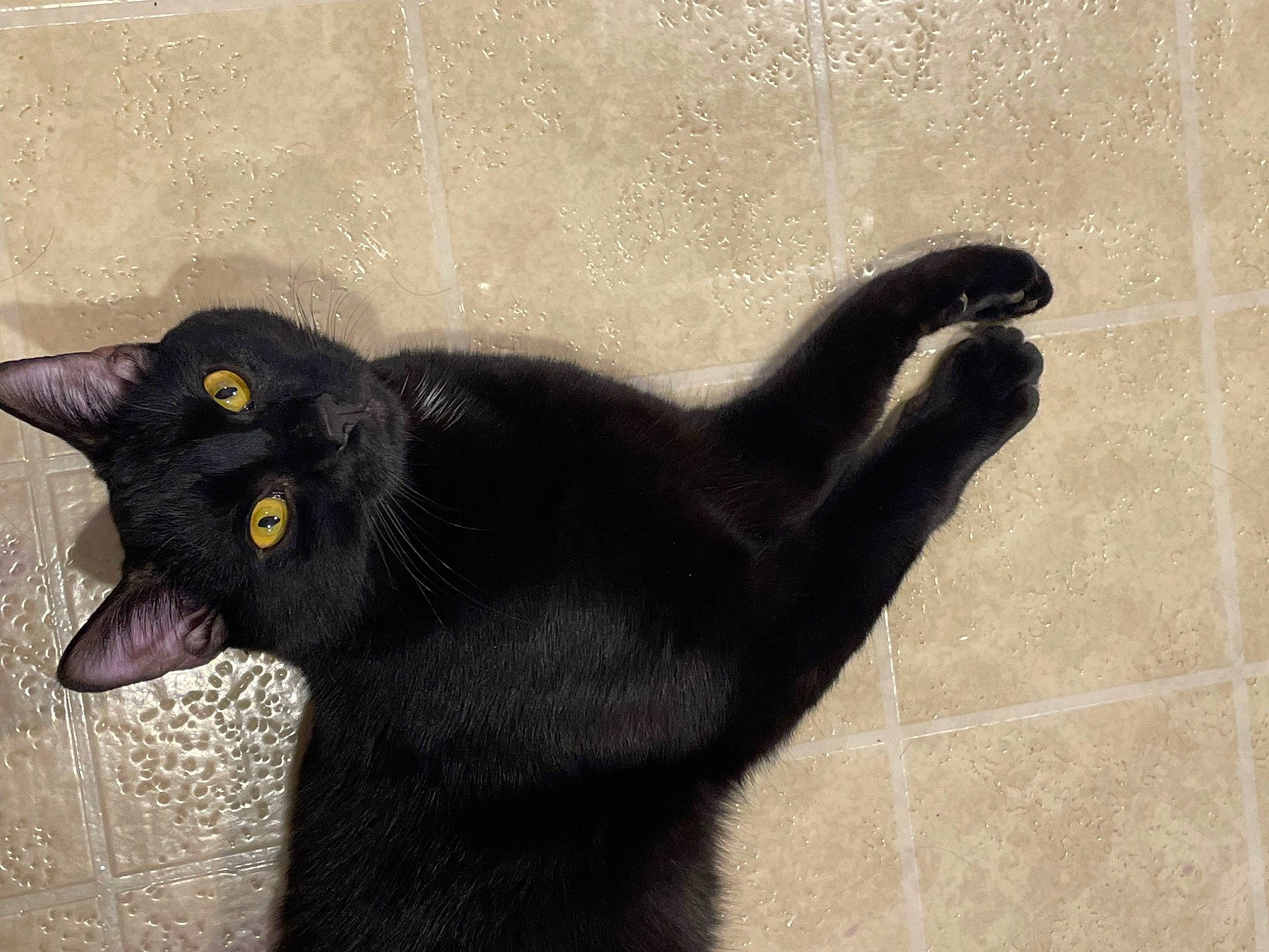 Binx joined the competition — help win amazing prizes! art, black_cat, bombay, carnivore, cat, domestic_short_haired_cat, felidae, fur, plant, small_to_medium_sized_cats, snout, tail, terrestrial_animal, tile_flooring, whiskers