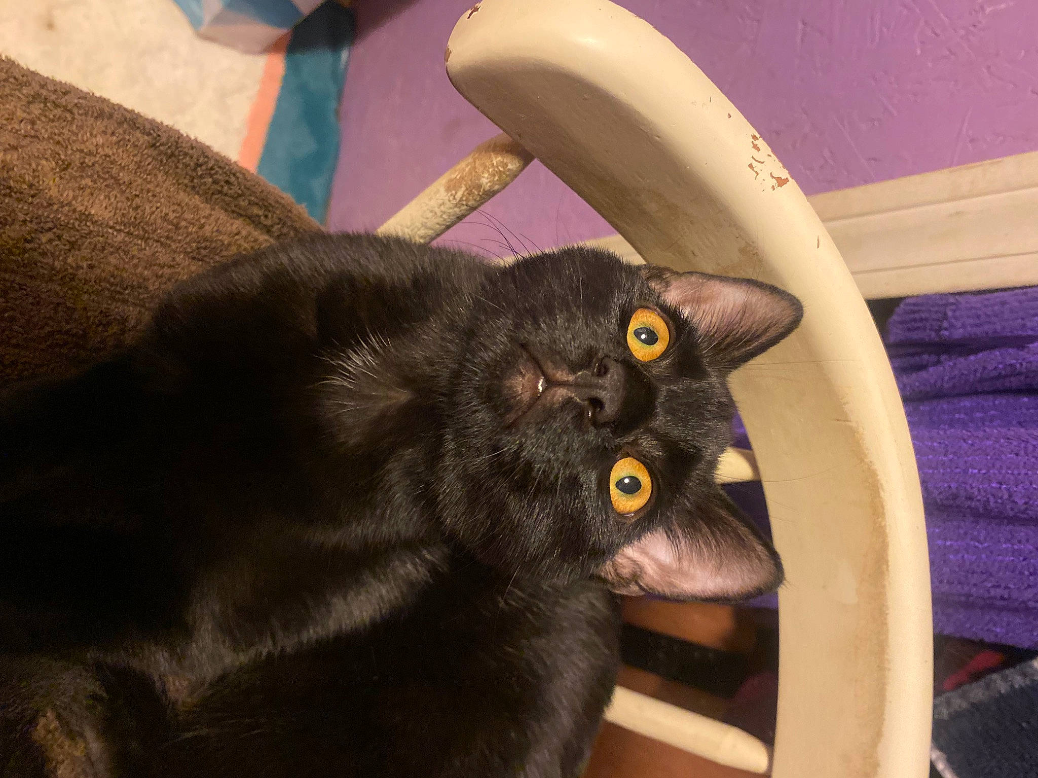 Binx is registered to the contest to win money with this photo: black_cat, bombay, carnivore, cat, chair, claw, comfort, domestic_short_haired_cat, ear, felidae, fur, havana_brown, plant, small_to_medium_sized_cats, terrestrial_animal, whiskers