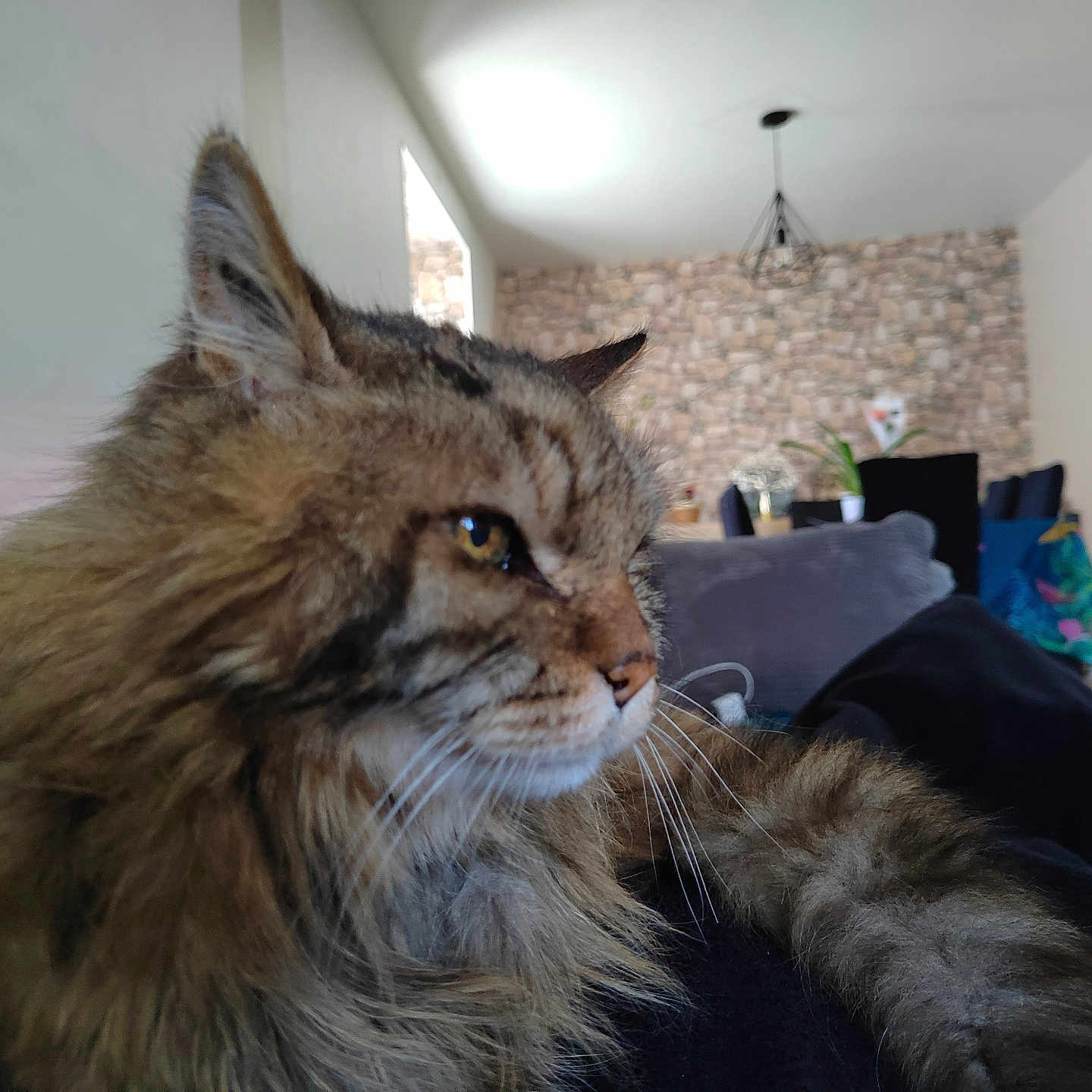 Yoda a rejoint le concours — aidez-le/la à gagner de superbes lots ! abyssinian, accessories, animal, architecture, bag, building, cat, couch, cushion, furniture, handbag, homedecor, indoors, interiordesign, livingroom, manx, pet, plant, room, wood