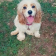 Claira is registered to the contest to win money with this photo: dog, animal, cute, happy, grass, outdoor, pet, tongue_out, fur, ears, collar, sparkles, nature, canine, sitting, smiling, ground, friendly, playful, portrait