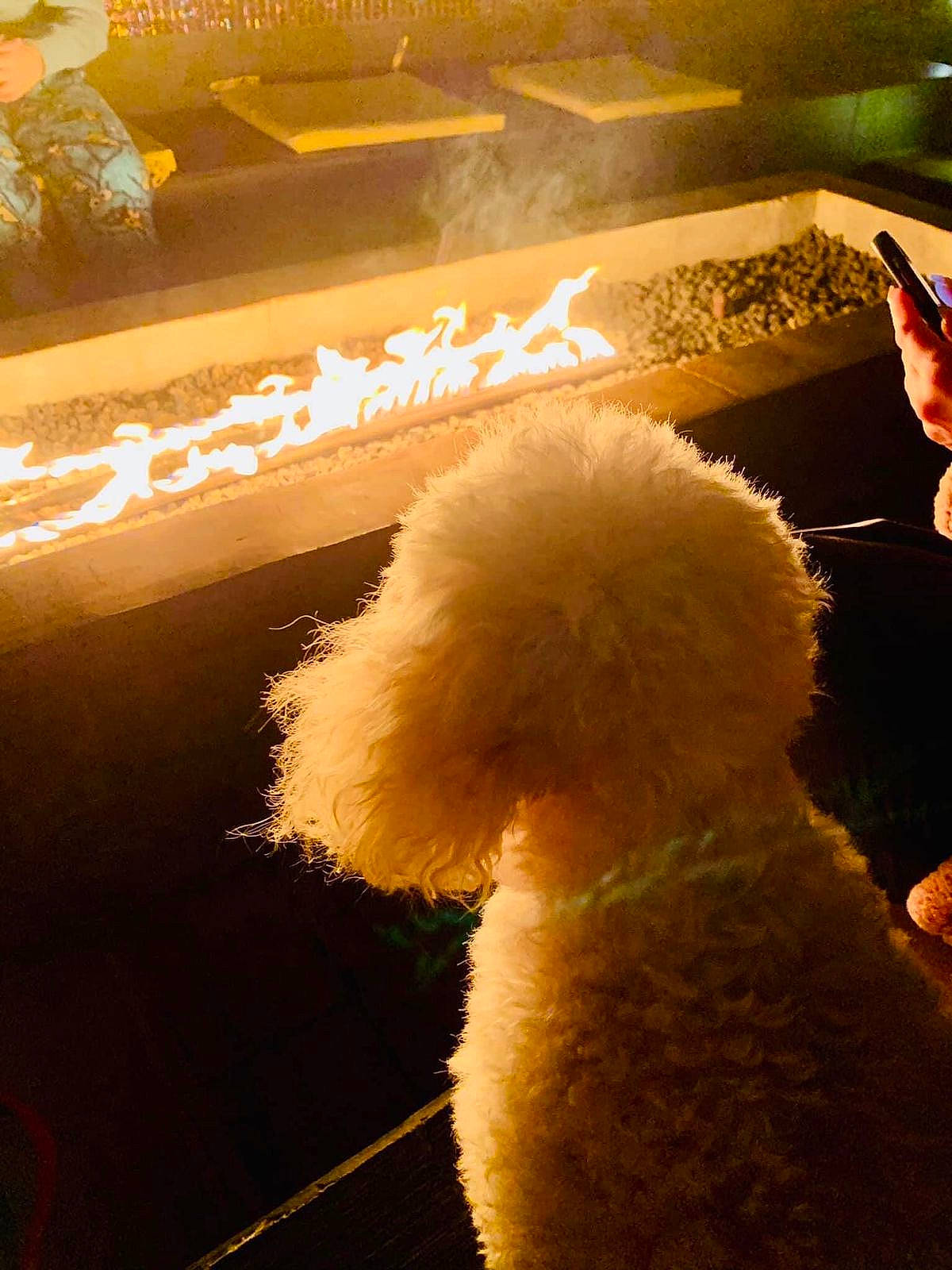 Max is registered to the contest to win money with this photo: bear, canidae, cap, companion_dog, event, flooring, font, fun, fur, hat, livestock, orange, room, snout, sporting_group, stuffed_toy, tail, teddy_bear, tints_and_shades, toy