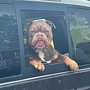 Capone is registered to the contest to win money with this photo: animal, brown, bulldog, canine, car, daytime, dog, ears, face, happy, looking, outdoor, outside, paws, pet, tongue_out, transportation, vehicle, white_chest, window