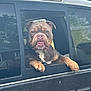 animal, brown, bulldog, canine, car, daytime, dog, ears, face, happy, looking, outdoor, outside, paws, pet, tongue_out, transportation, vehicle, white_chest, window