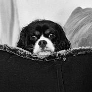 Sunny a rejoint le concours — aidez-le/la à gagner de superbes lots ! dog, spaniel, cavalier_king_charles_spaniel, pet, animal, black_and_white, monochrome, portrait, close_up, face, floppy_ears, white_muzzle, black_fur, brown_eyes, blanket, couch, indoors, cozy, furry, looking_at_camera