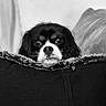 dog, spaniel, cavalier_king_charles_spaniel, pet, animal, black_and_white, monochrome, portrait, close_up, face, floppy_ears, white_muzzle, black_fur, brown_eyes, blanket, couch, indoors, cozy, furry, looking_at_camera