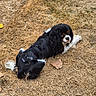 Sunny a rejoint le concours — aidez-le/la à gagner de superbes lots ! dog, spaniel, cavalier_king_charles_spaniel, black_and_white, long_hair, floppy_ears, pet, animal, lying_down, outdoor, grass, dry_grass, straw, leaves, park, portrait, looking_at_camera, collar, harness, cute