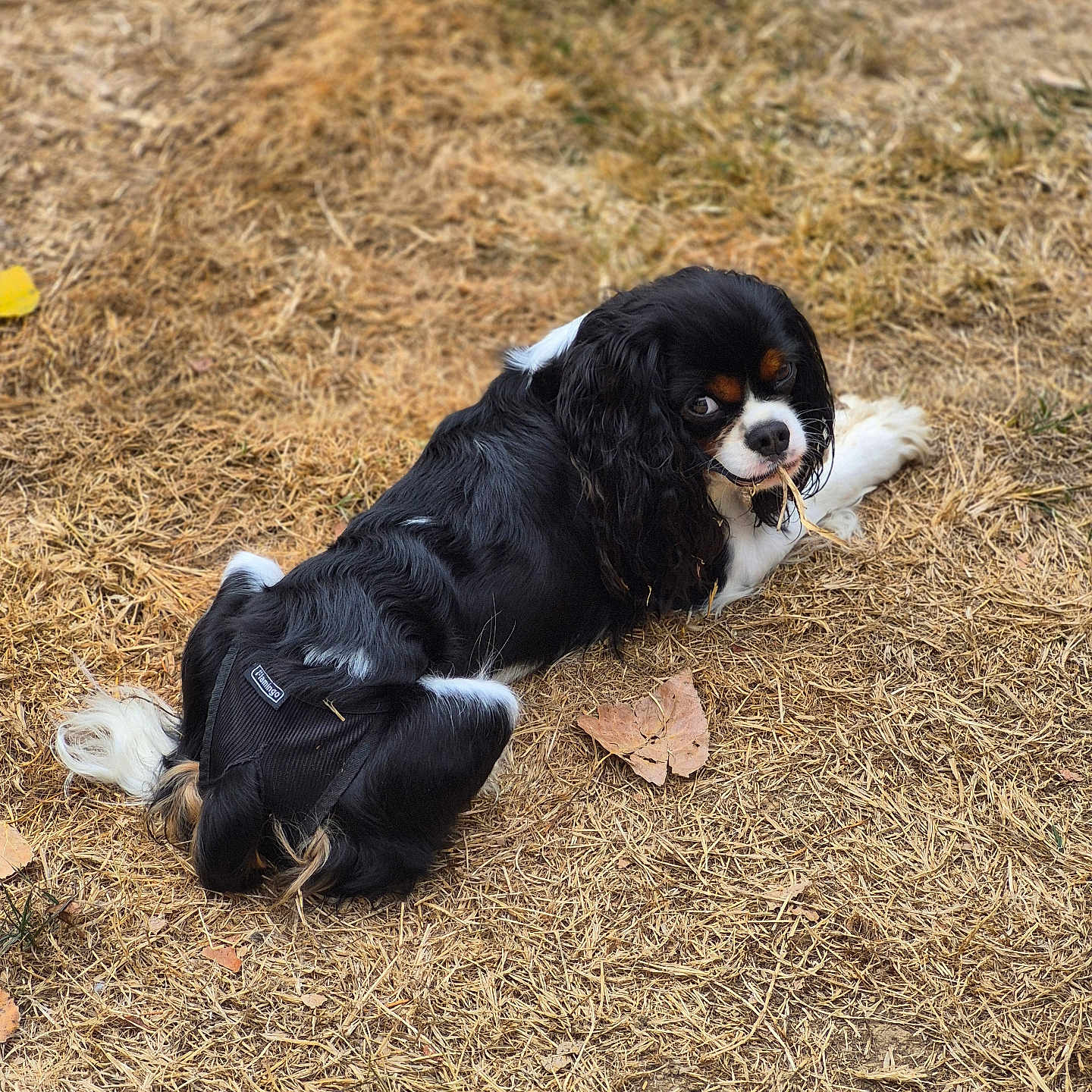 Sunny a rejoint le concours — aidez-le/la à gagner de superbes lots ! dog, spaniel, cavalier_king_charles_spaniel, black_and_white, long_hair, floppy_ears, pet, animal, lying_down, outdoor, grass, dry_grass, straw, leaves, park, portrait, looking_at_camera, collar, harness, cute