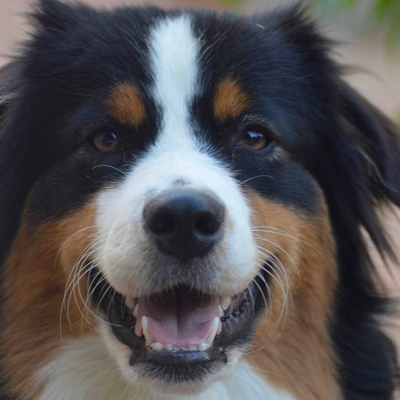 Ubie a rejoint le concours — aidez-le/la à gagner de superbes lots ! animal, black_fur, blurred_background, brown_fur, canine, close_up, dog, ears, friendly, fur, happy, nose, outdoor, pet, portrait, smiling, teeth, tongue, whiskers, white_fur