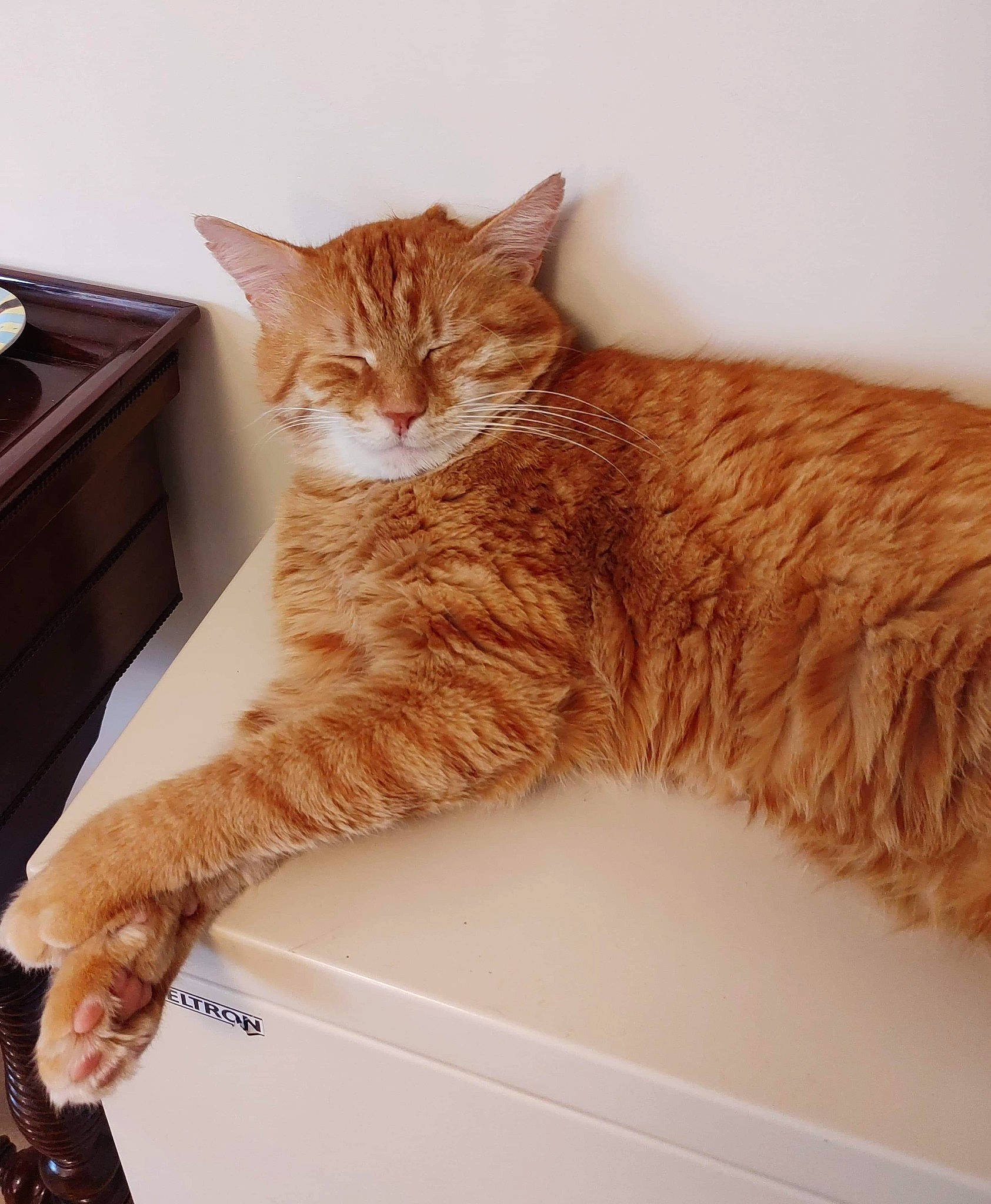 Weasley a rejoint le concours — aidez-le/la à gagner de superbes lots ! beige, box, brown, cabinetry, carnivore, cat, chest, chest_of_drawers, domestic_short_haired_cat, drawer, dresser, fawn, felidae, fur, pet_supply, small_to_medium_sized_cats, tail, vertebrate, whiskers