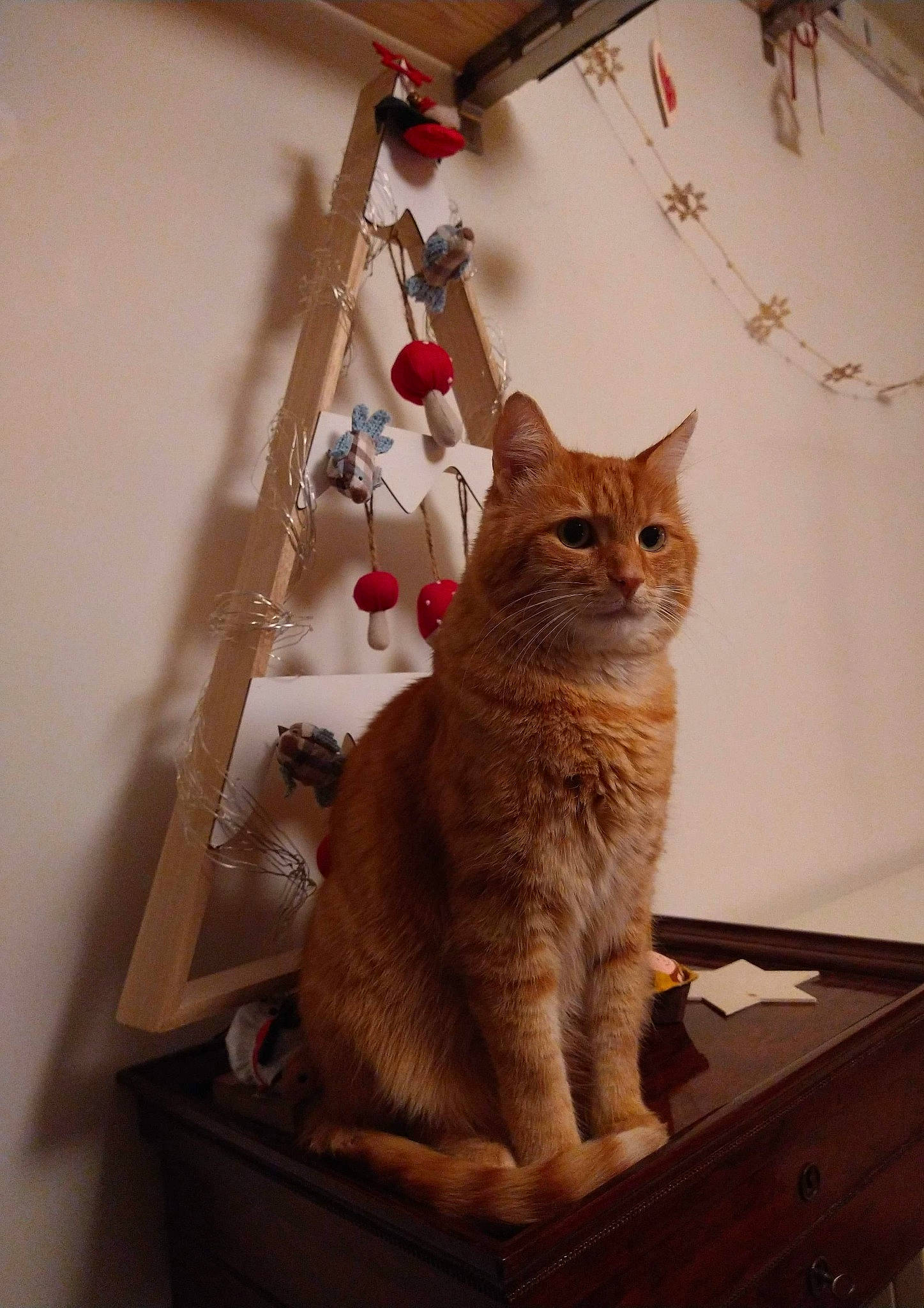 Weasley a rejoint le concours — aidez-le/la à gagner de superbes lots ! carnivore, cat, domestic_short_haired_cat, fawn, felidae, fur, peach, pet_supply, small_to_medium_sized_cats, snout, tail, varnish, vertebrate, whiskers, wood_stain