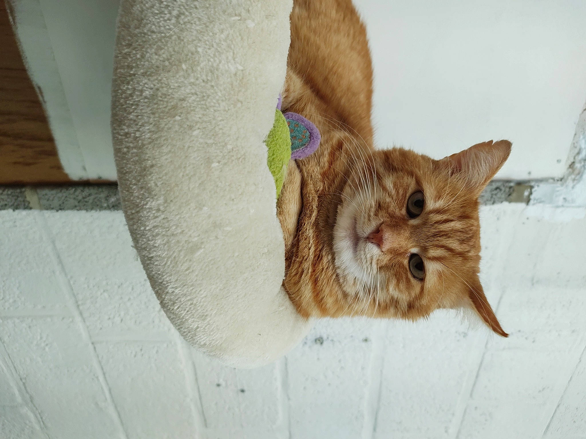 Weasley a rejoint le concours — aidez-le/la à gagner de superbes lots ! carnivore, cat, cat_supply, domestic_short_haired_cat, fawn, felidae, fur, kitten, mammal, organism, pet_supply, small_to_medium_sized_cats, snout, tabby_cat, vertebrate, whiskers