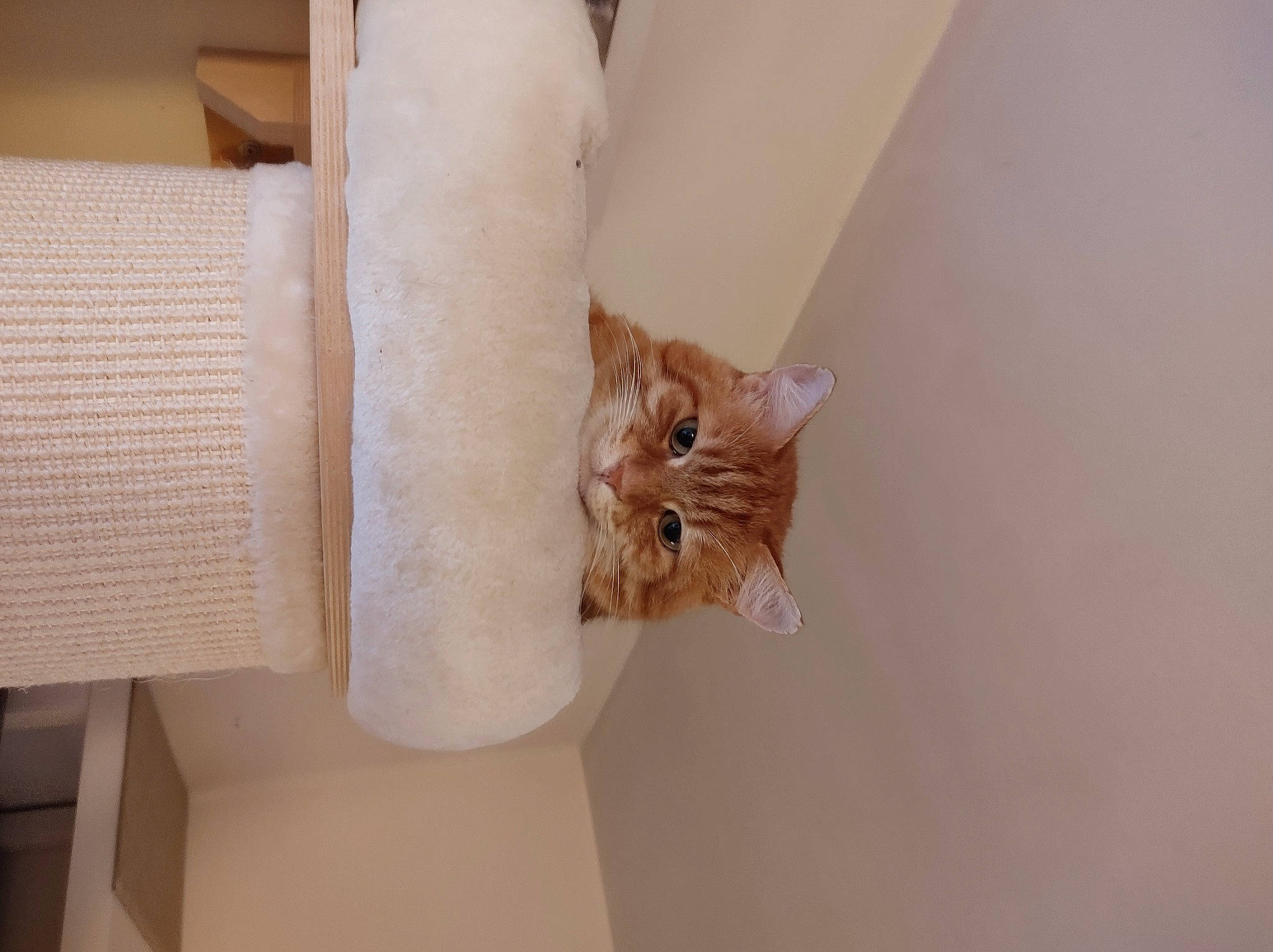 Weasley participe au concours pour gagner de l'argent avec cette photo : beige, book, carnivore, cat, domestic_short_haired_cat, fawn, felidae, fur, paper, paper_product, peach, publication, small_to_medium_sized_cats, vertebrate, whiskers