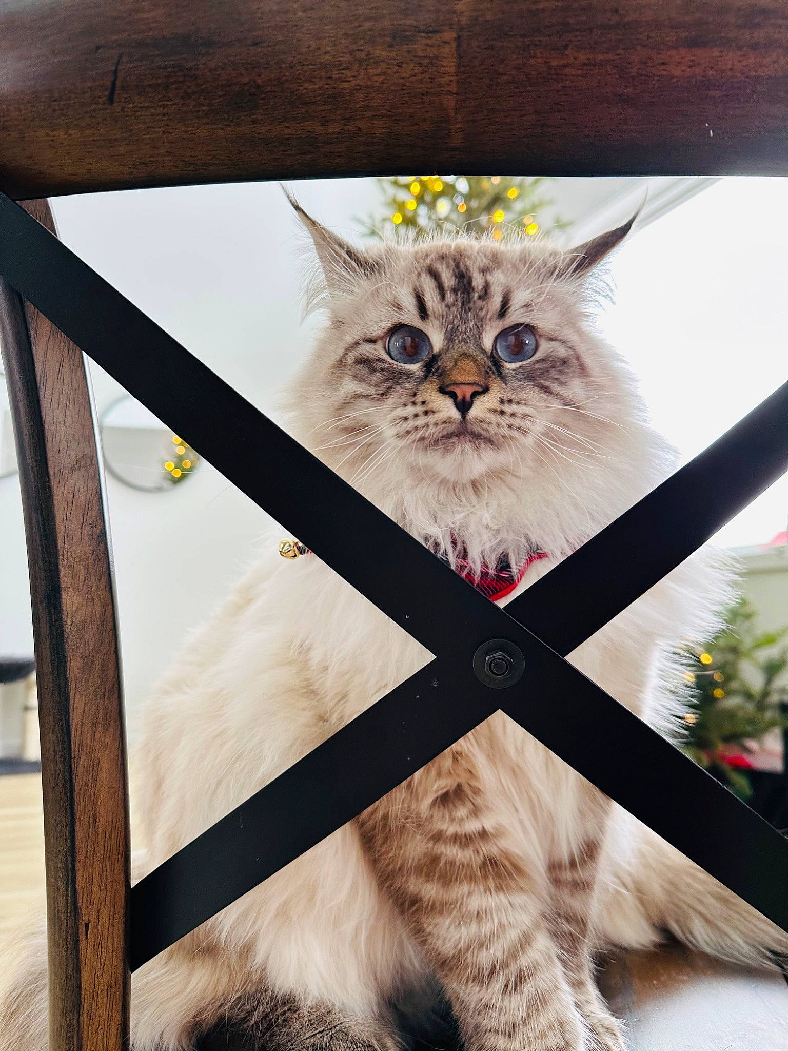 Xander joined the competition — help win amazing prizes! art, carnivore, cat, chair, domestic_short_haired_cat, fawn, felidae, fur, hardwood, photo_caption, shelf, small_to_medium_sized_cats, snout, symmetry, tail, terrestrial_animal, tree, whiskers, window, wood